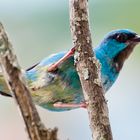 Pitpit (Dacnis cayana),