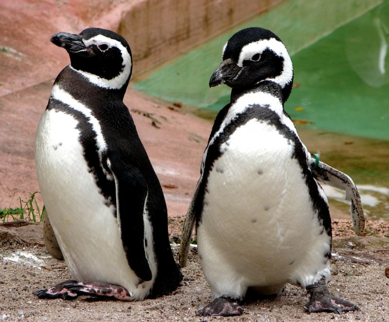 Pitsch Patsch Pinguin Pitsch Patsch Pinguin