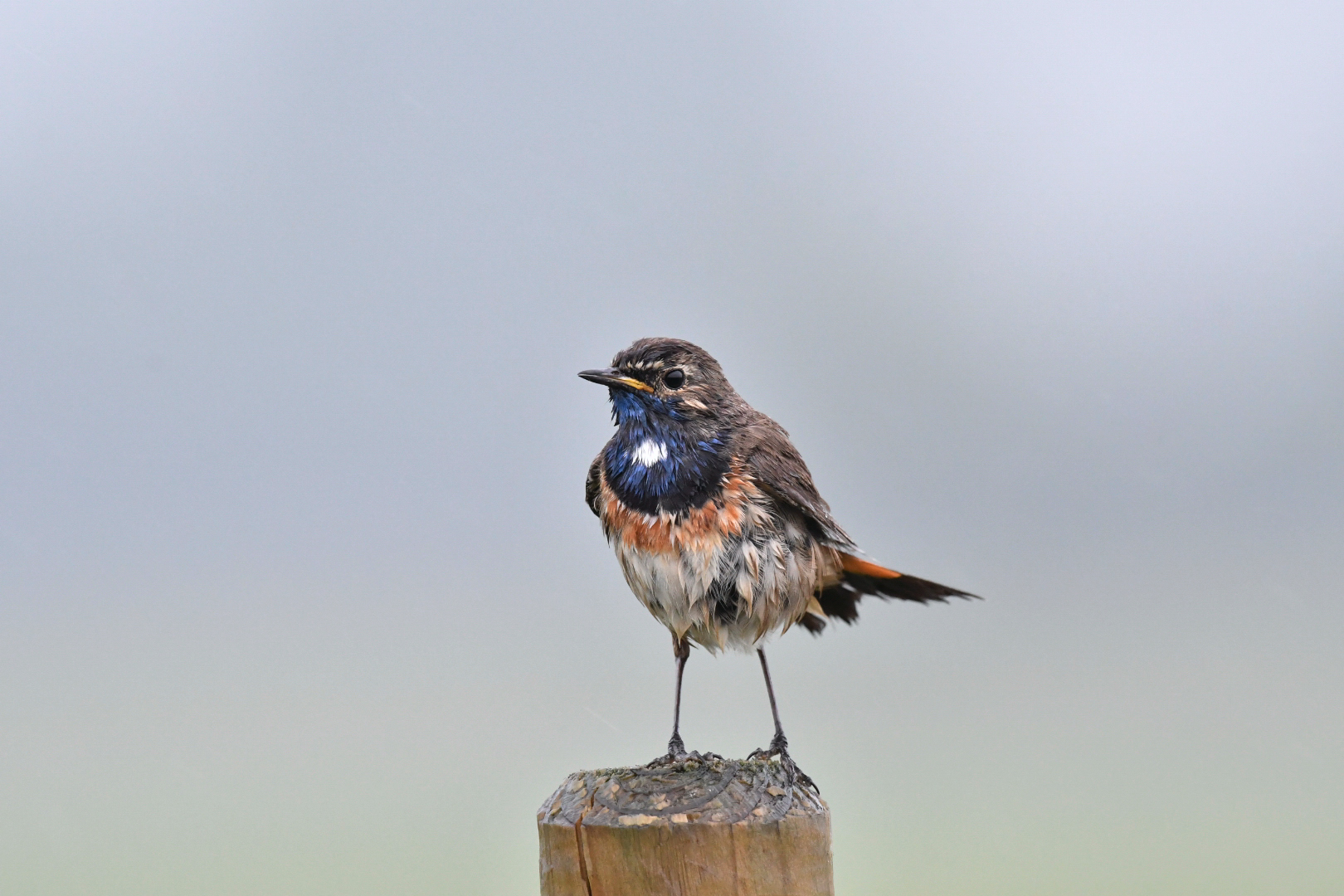 Pitschenaß Blaukehlchen Männchen