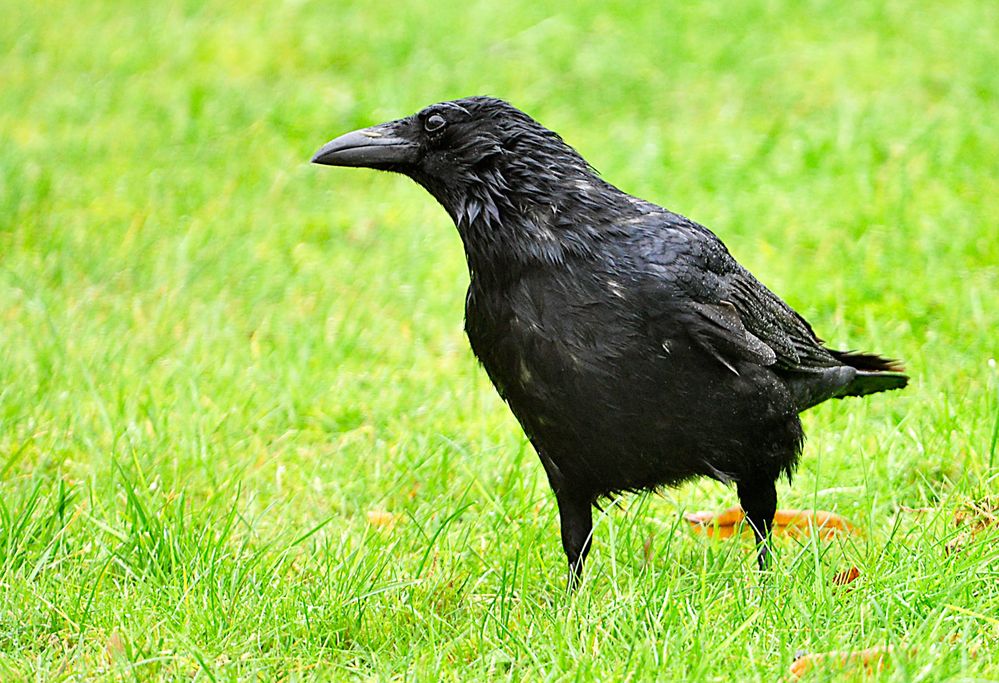 pitschnass vom gestrigen Dauerregen