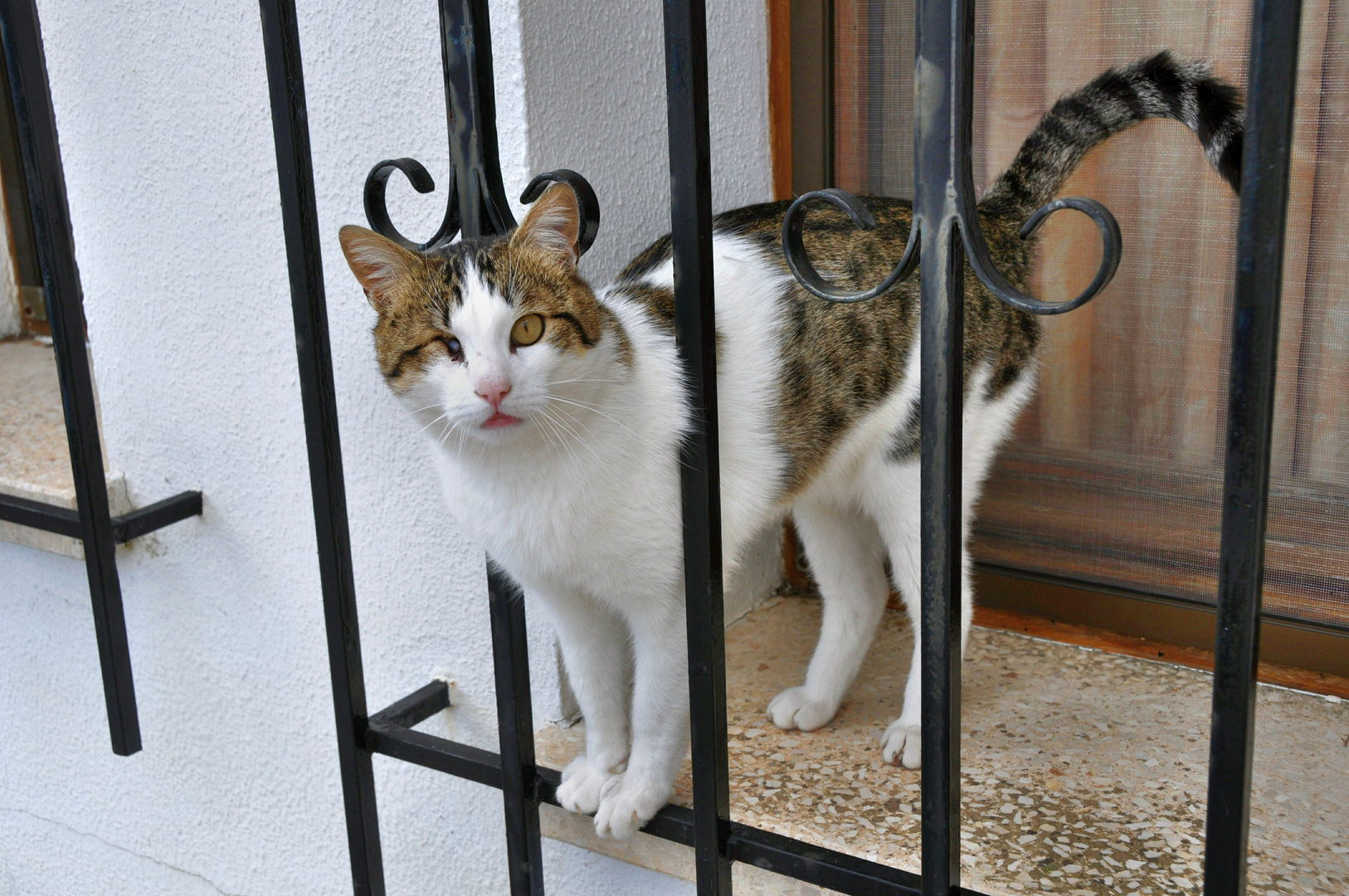 Pitt - ein toller Kater