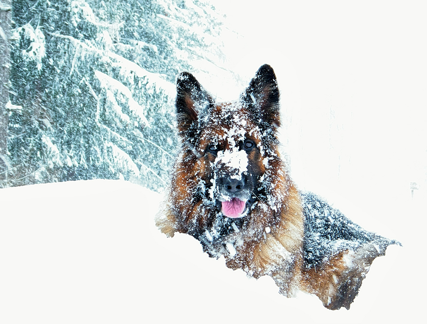 Pitt im Schneesturm