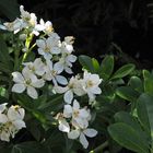 Pittosporum en fleurs