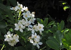 Pittosporum en fleurs