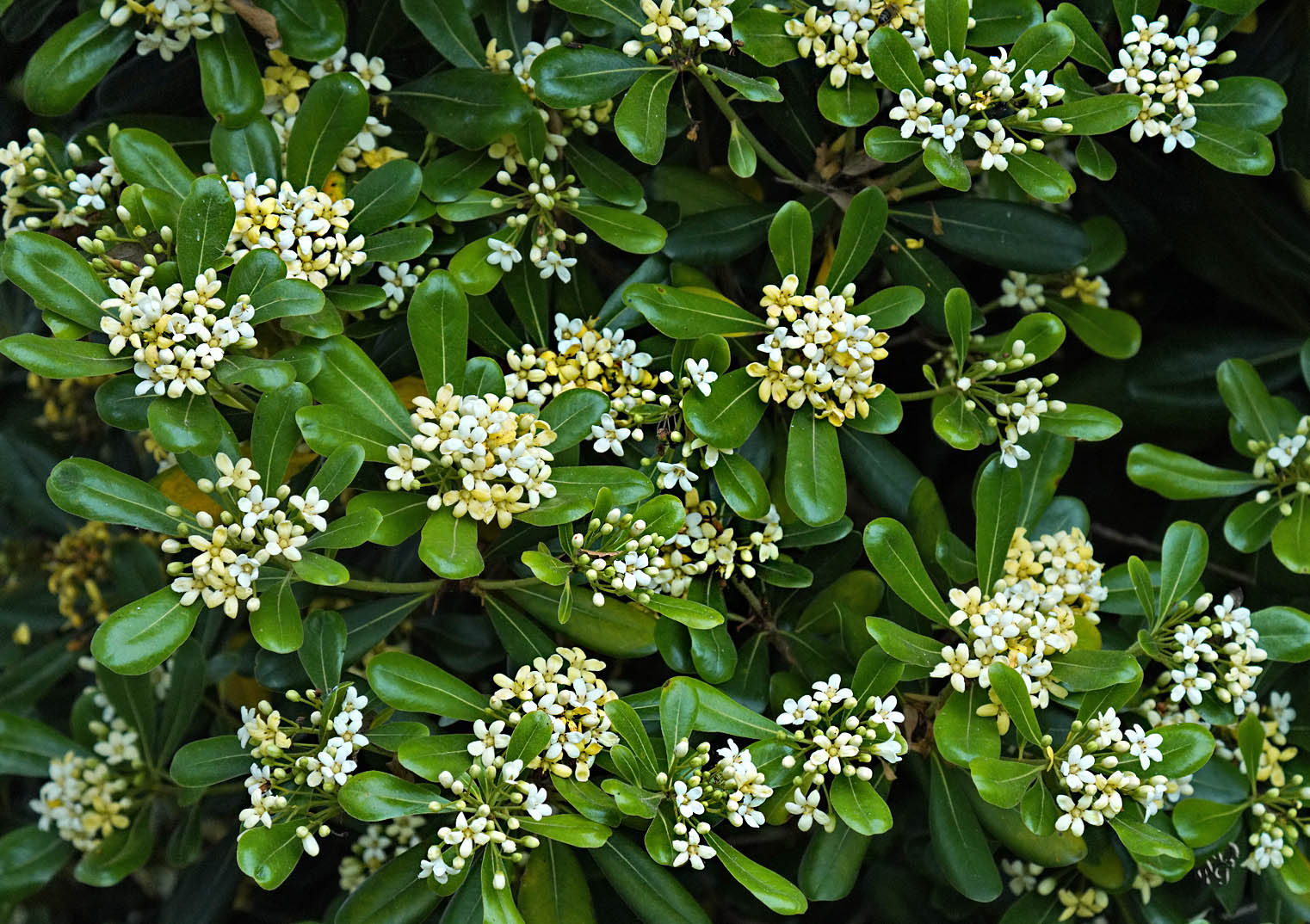 Pittosporum .... très parfumé