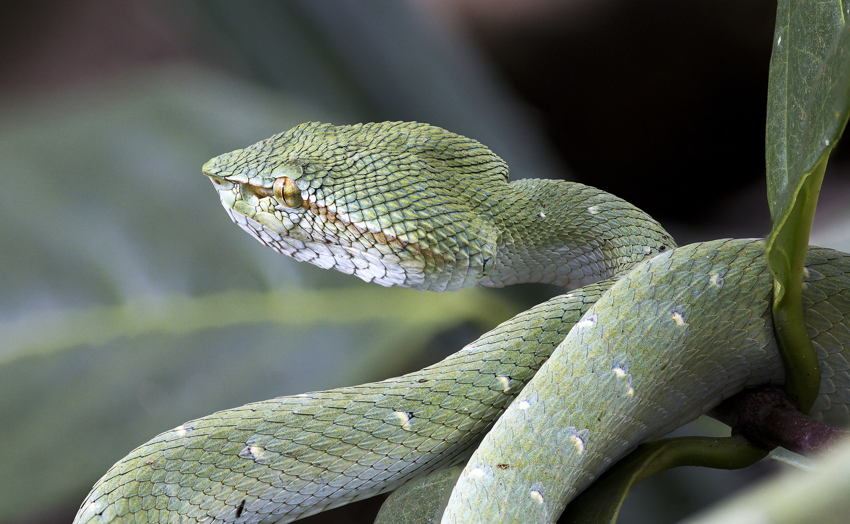 Pitviper