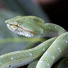 Pitviper