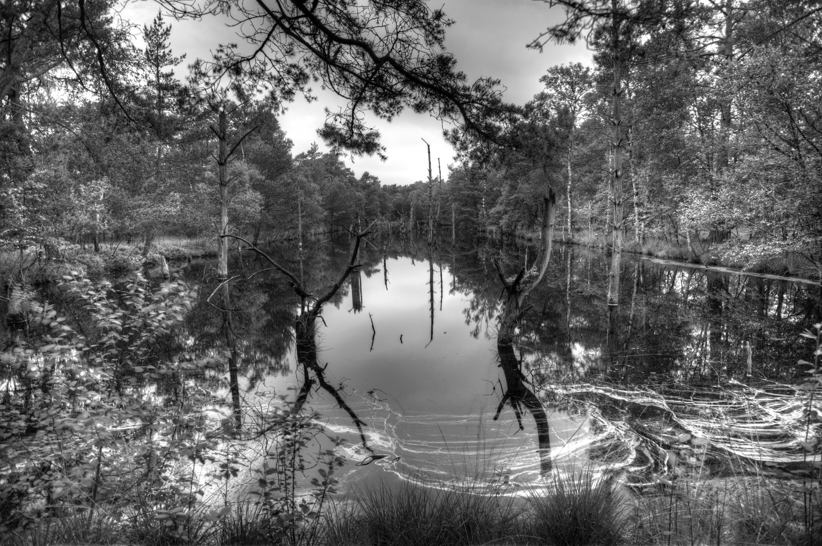 Pitzmoor Lüneburger Heide