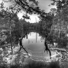 Pitzmoor Lüneburger Heide