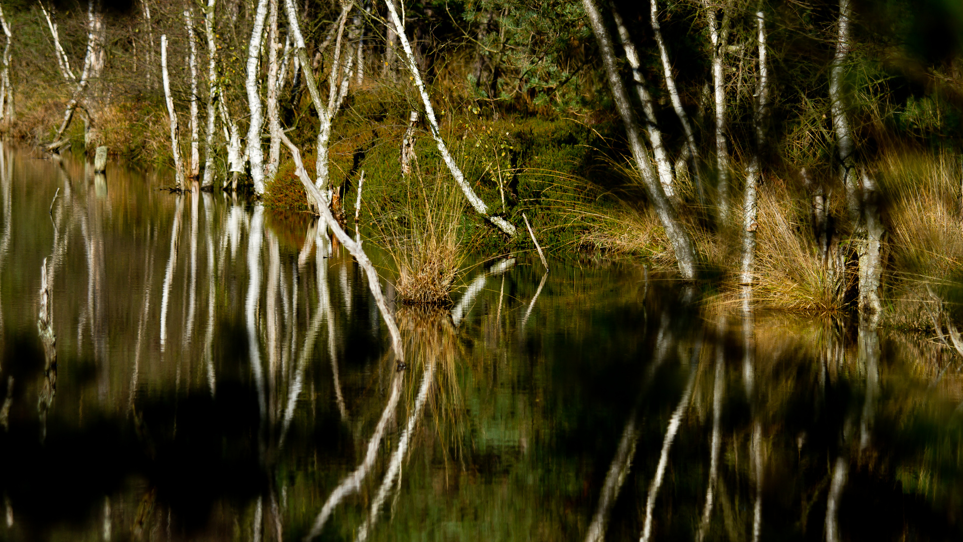 Pitzmoor / Schneverdingen / Lüneburger Heide -2