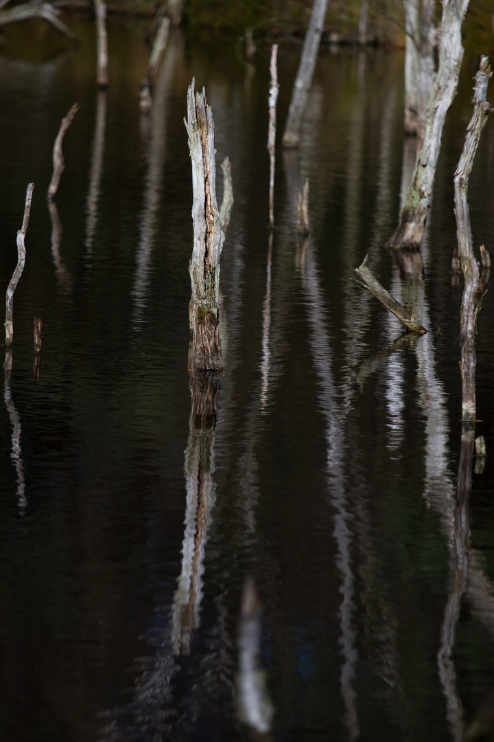 Pitzmoor / Schneverdingen / Lüneburger Heide -3