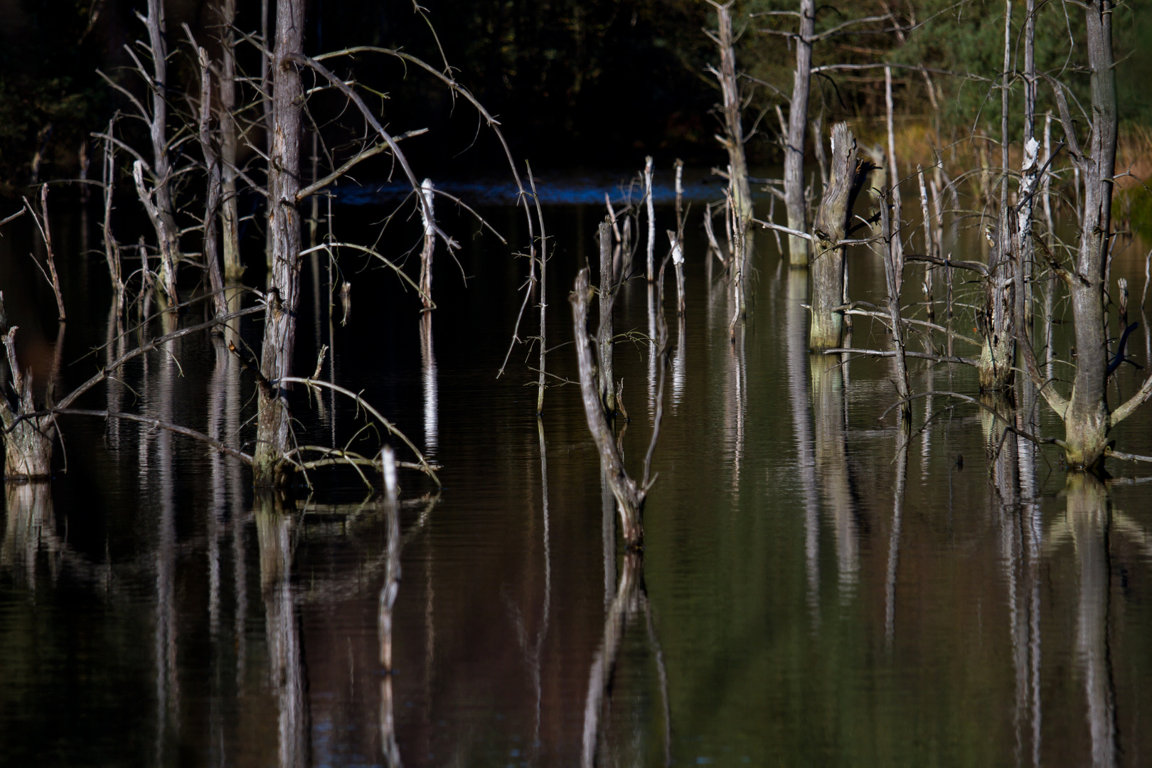 Pitzmoor / Schneverdingen / Lüneburger Heide -5