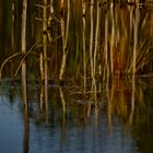 Pitzmoor / Schneverdingen / Lüneburger Heide -6