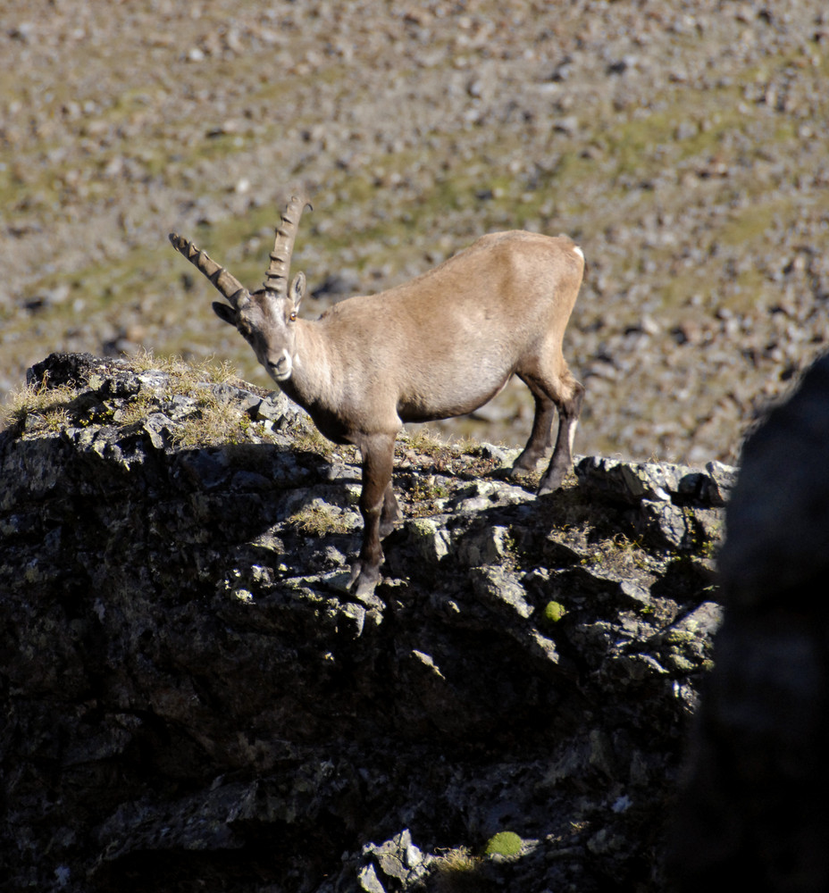 Pitztaler Steinbock