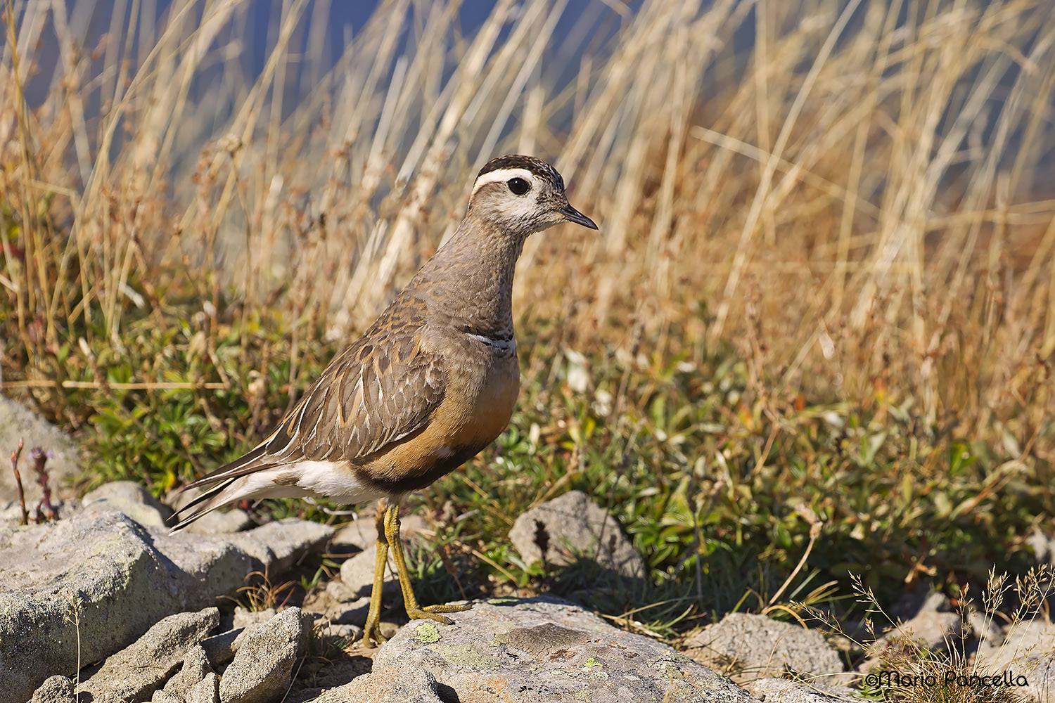 Piviere tortolino maschio (Charadrius morinellus)