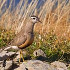 Piviere tortolino maschio (Charadrius morinellus)