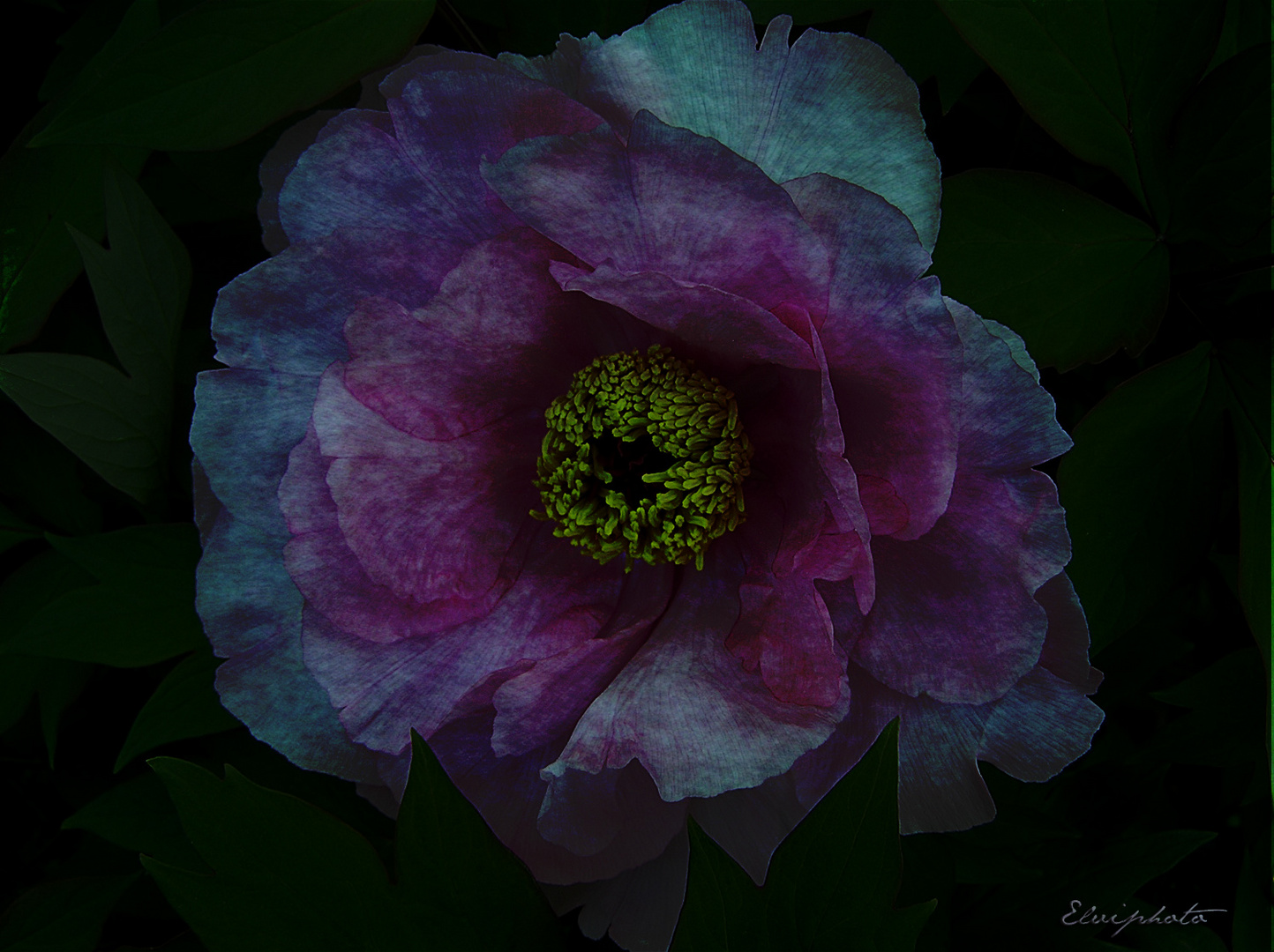 Pivoine