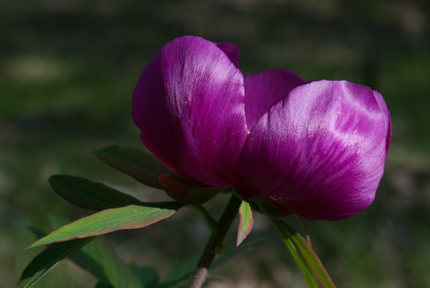 Pivoine 3