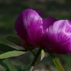 Pivoine 3