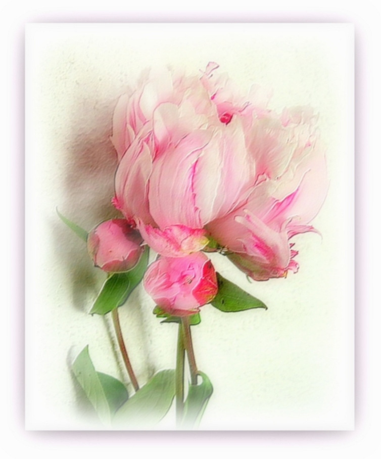 pivoine