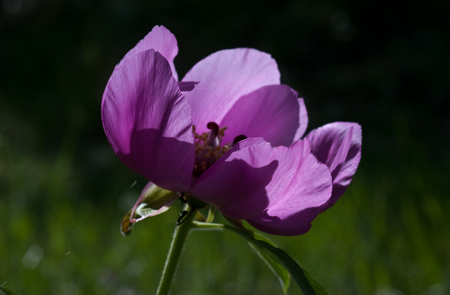 Pivoine 4