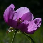 Pivoine 4