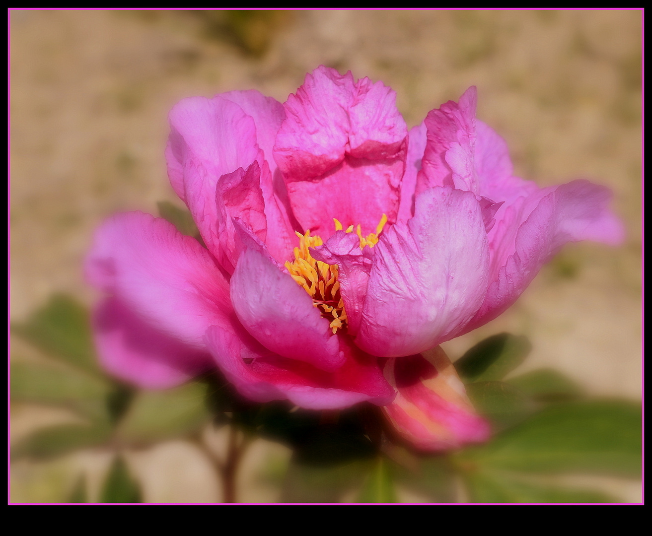 pivoine