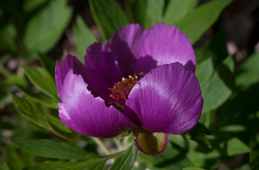 Pivoine 5