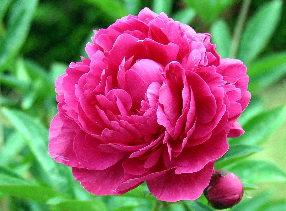 PIVOINE photo et image fleurs, ligerien, nature Images