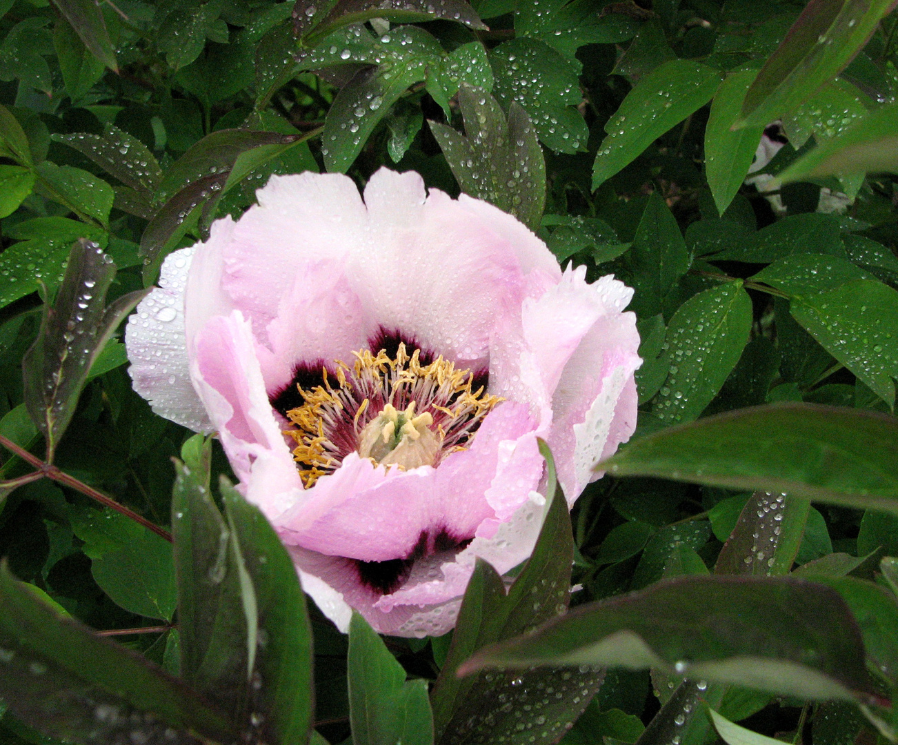 Pivoine arbustive après la pluie