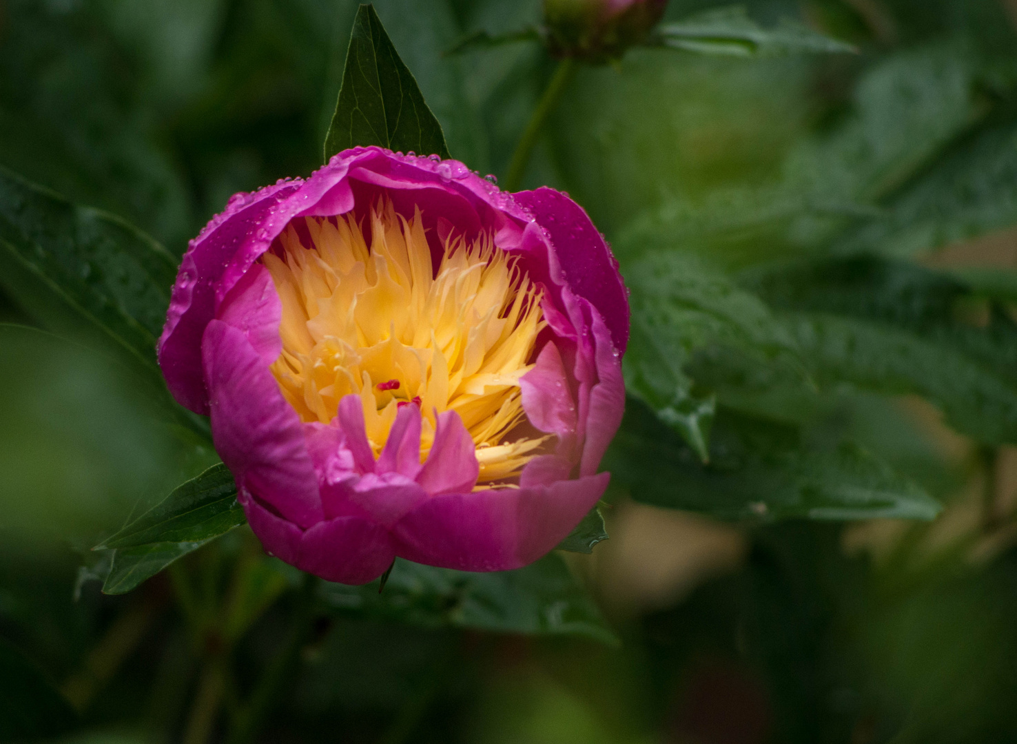 pivoine bowl of beauty - mon petit jardin