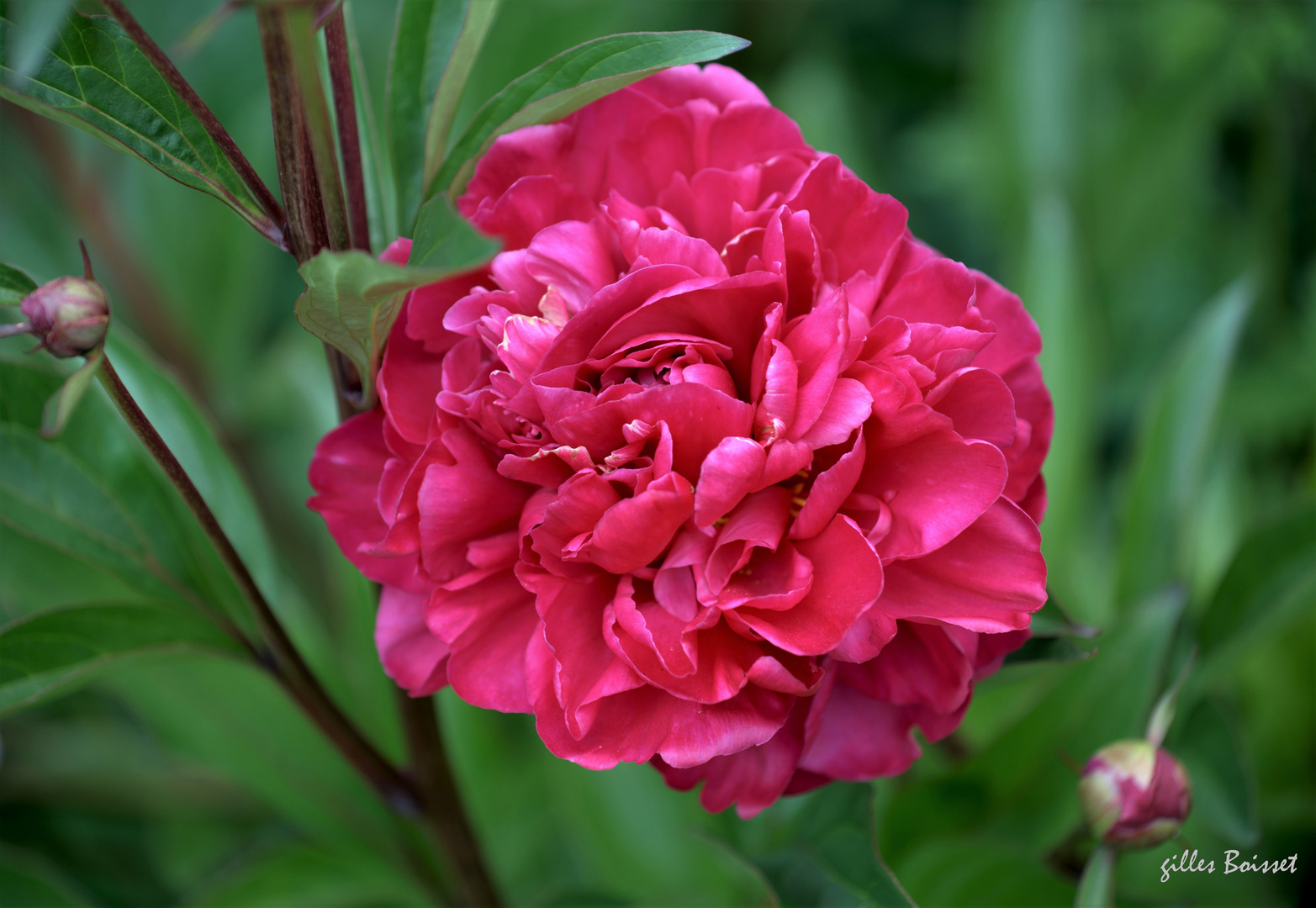 Pivoine