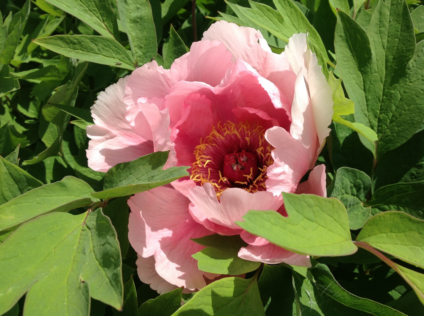 Pivoine