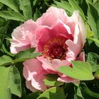 Pivoine