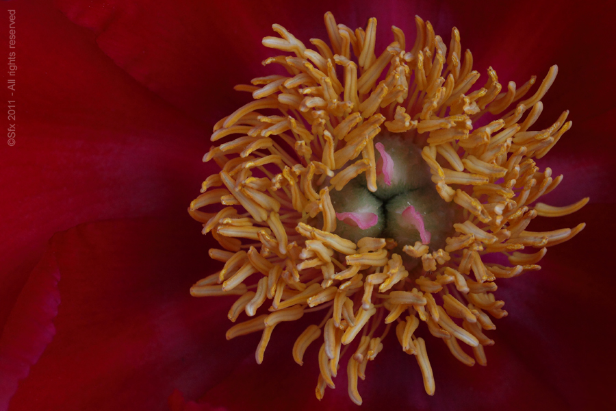 Pivoine - Chez le Producteur.