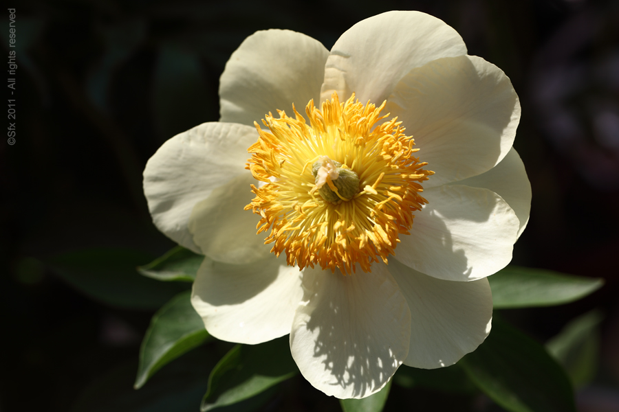 Pivoine - Chez le Producteur. (B)