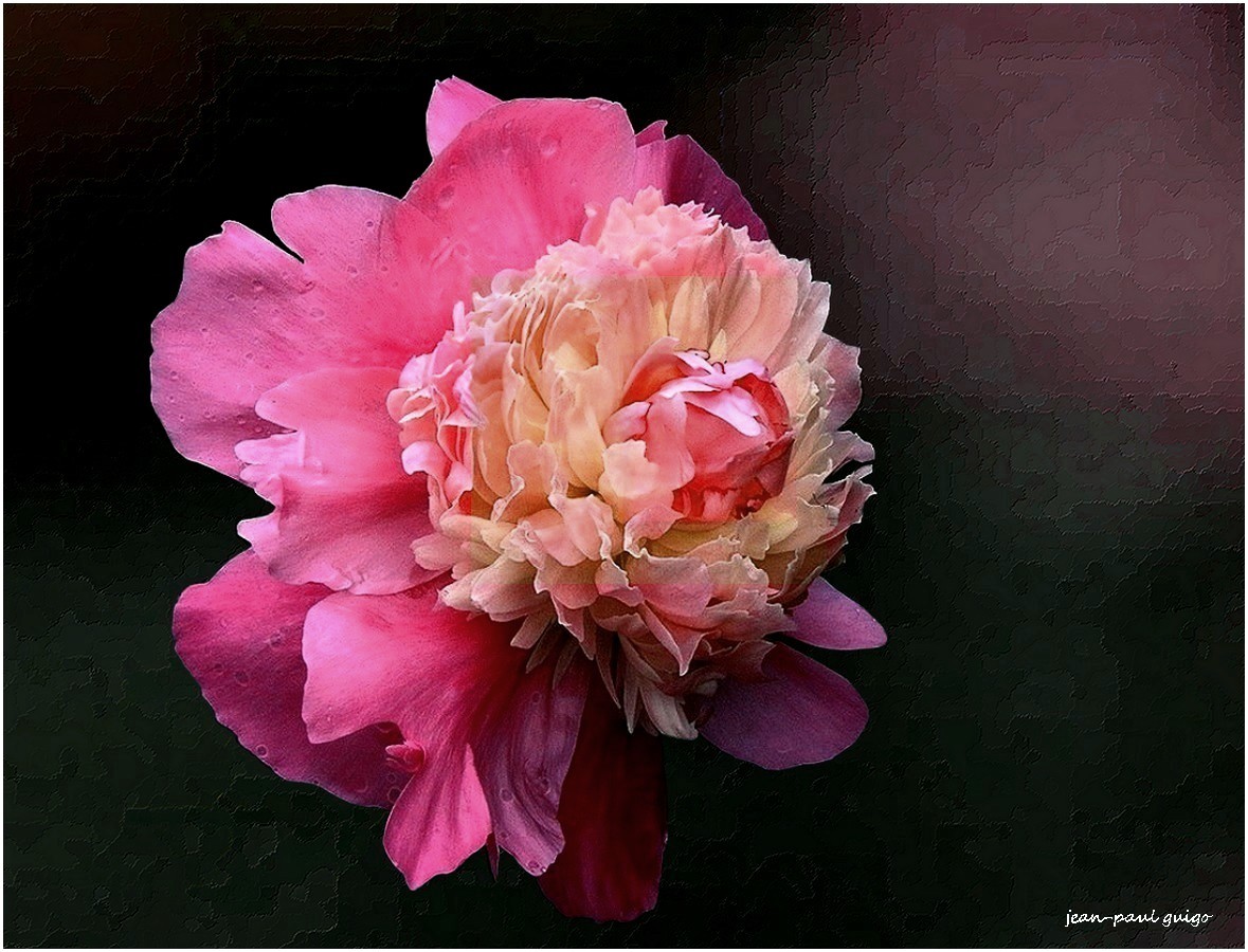 pivoine