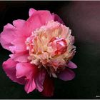 pivoine