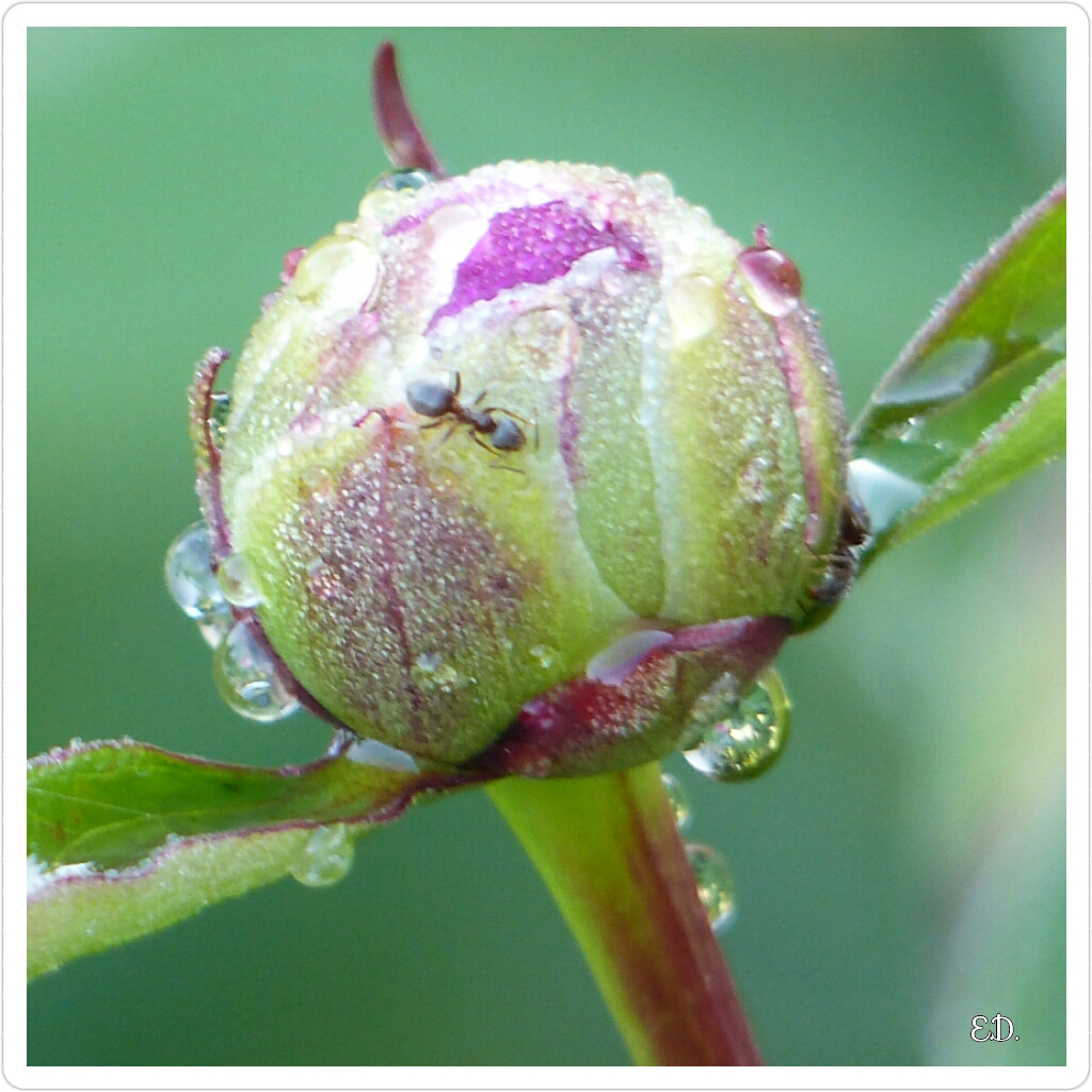 pivoine du jardin 