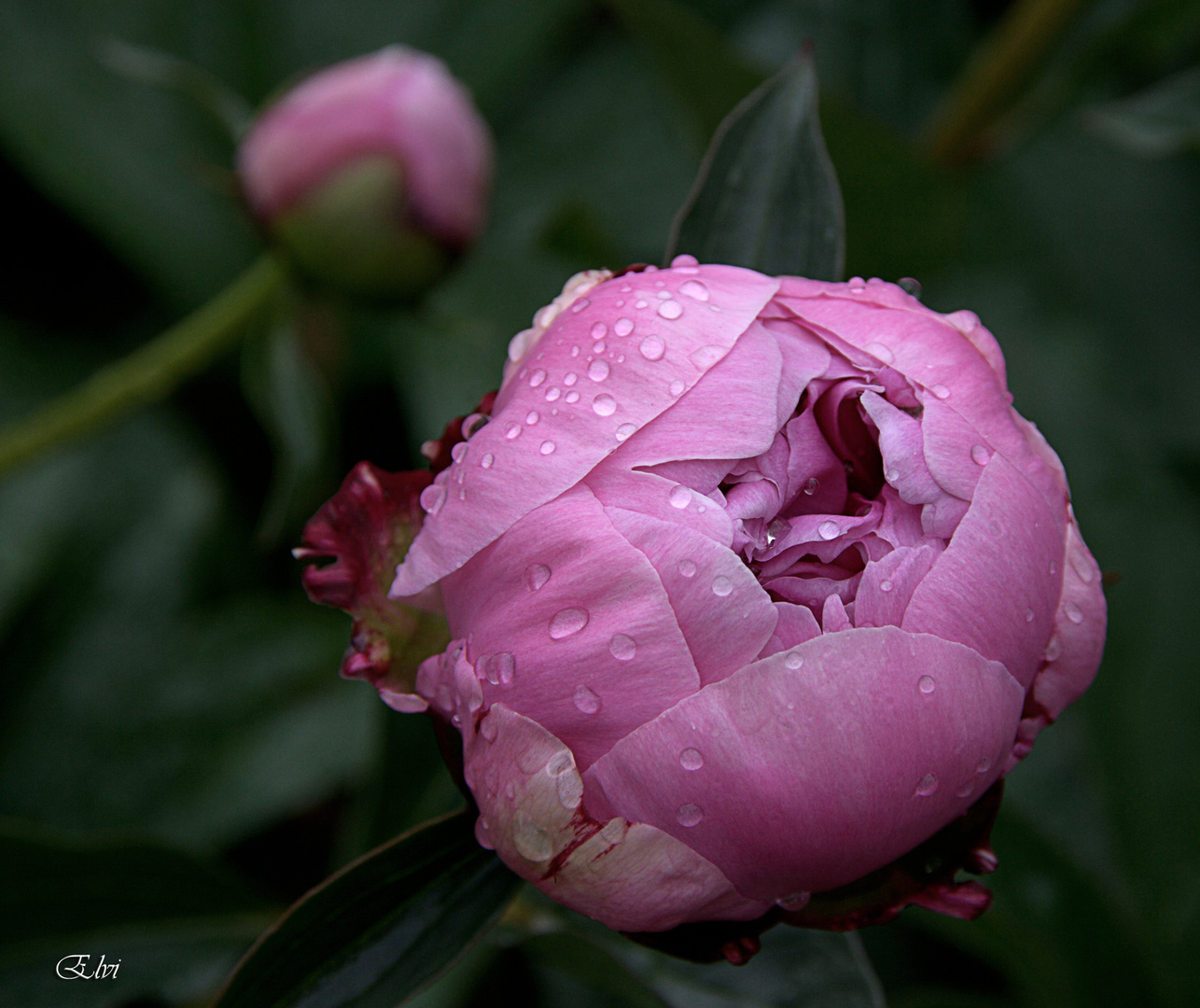 Pivoine Edwin C' Shawn