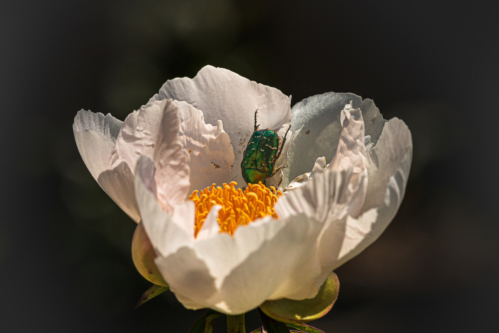 Pivoine et cétoine