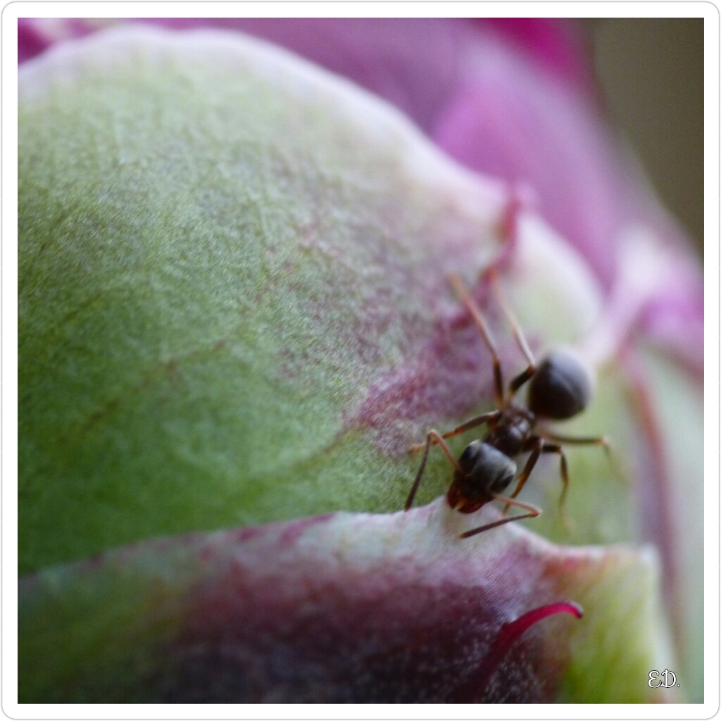 pivoine et fourmi !