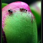pivoine et fourmies