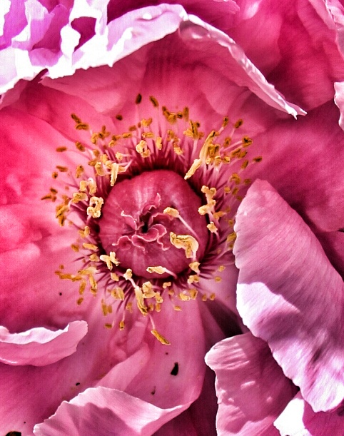 pivoine