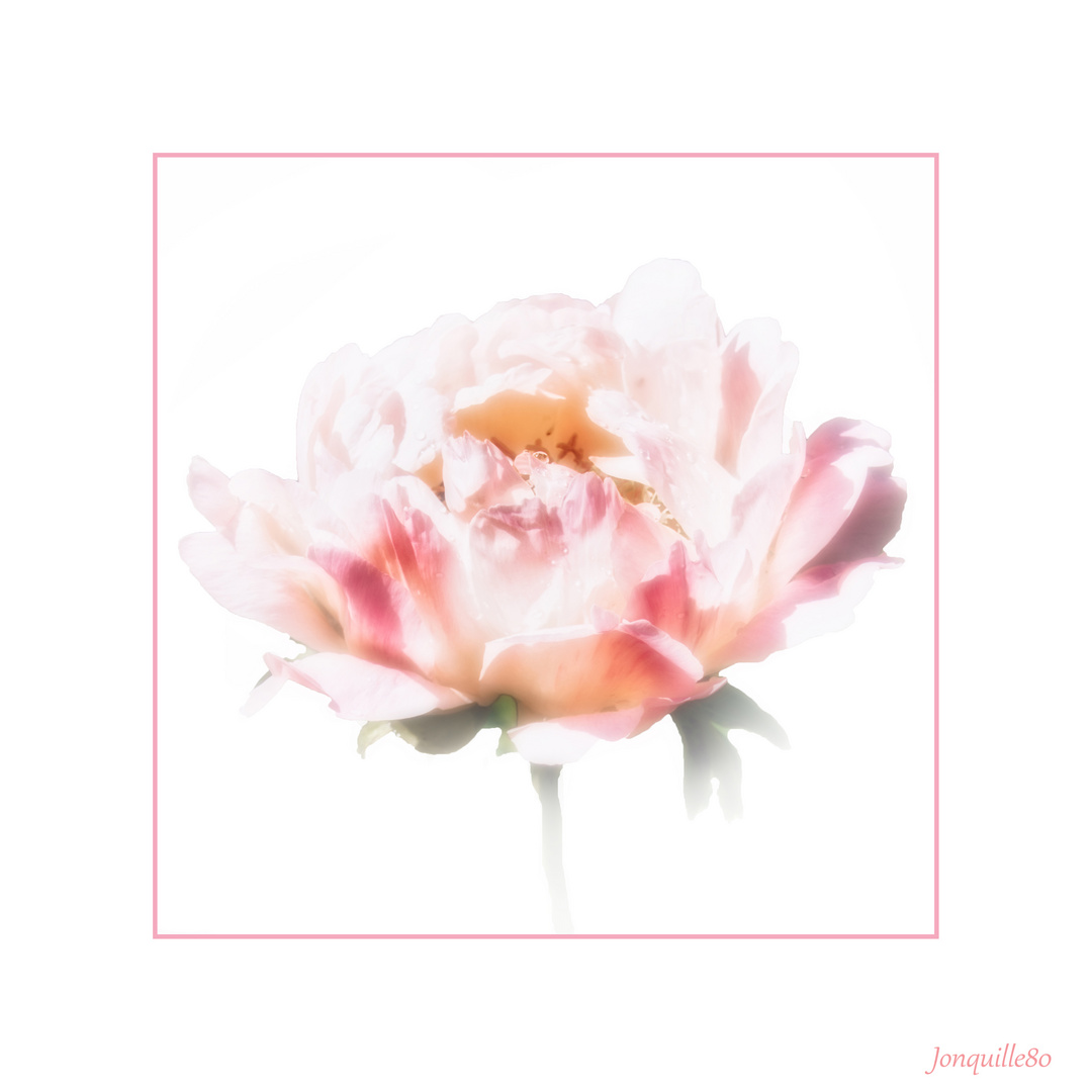 pivoine 