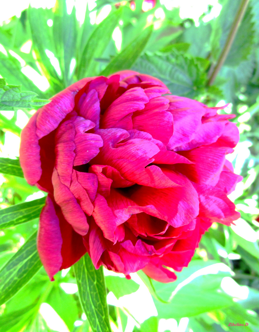 Pivoine herbacée