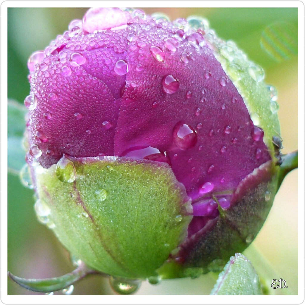 Pivoine perlée d'eau 1