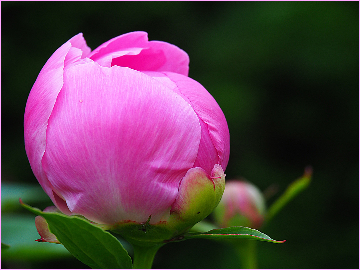 Pivoine prête à éclore