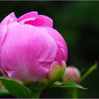 Pivoine prête à éclore