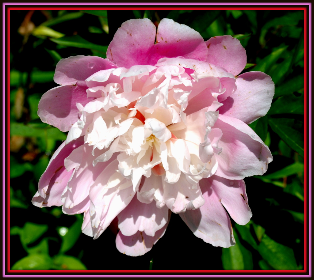 Pivoine rose